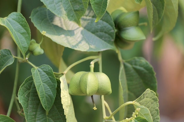 Las legumbres de Sacha inchi o Inca cacahuete, hierbas tropicales que son populares en Tailandia.