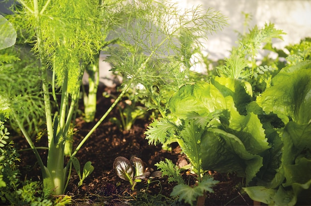 Legumes crescendo em uma horta.