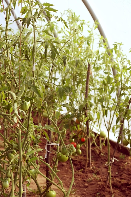 Legumes crescendo na estufa