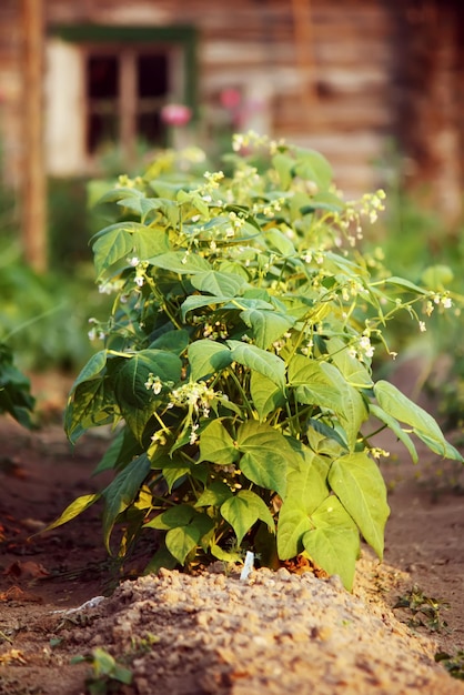 Legumes crescendo na estufa