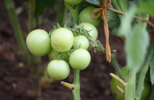 Legumes crescendo na estufa