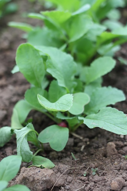 Legumes crescendo na estufa