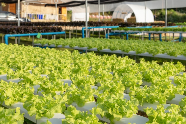 Legumes de alface verde fazenda de plantação hidropônica