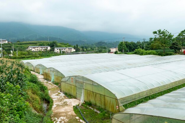 Legumes de estufa na zona rural