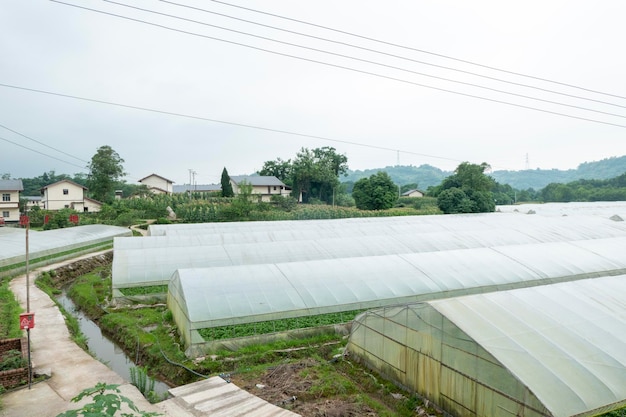 Legumes de estufa na zona rural