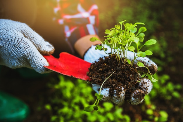 Legumes de plantas de mulher