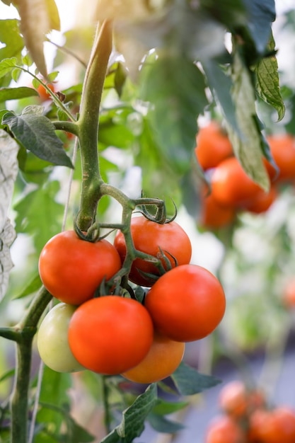 Legumes de tomate cultivados em casa crescendo em videira em estufa Colheita de vegetais de outono em fazenda orgânica