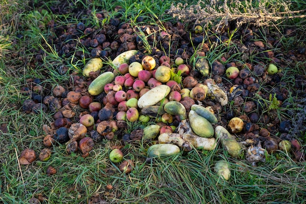 Legumes e frutas podres na grama Limpeza do jardim Produtos sancionados