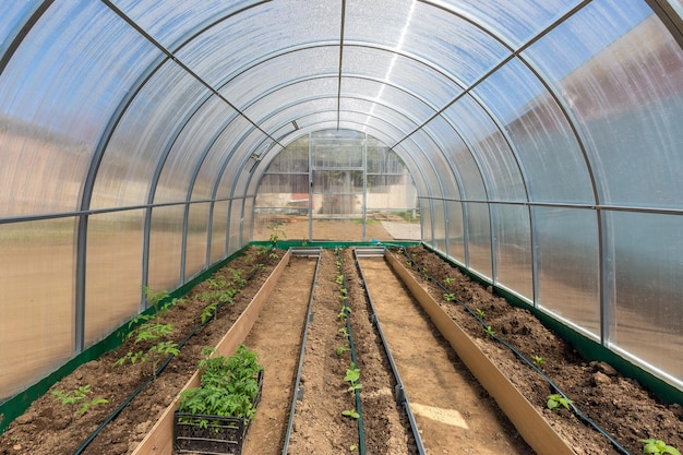 Legumes em irrigação por gotejamento de estufa