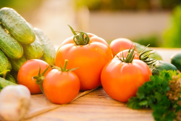 Legumes frescos em um fundo de madeira Pepinos tomate alho endro Luz solar contornada Fazenda orgânica Legumes orgânicos Colheita de verão