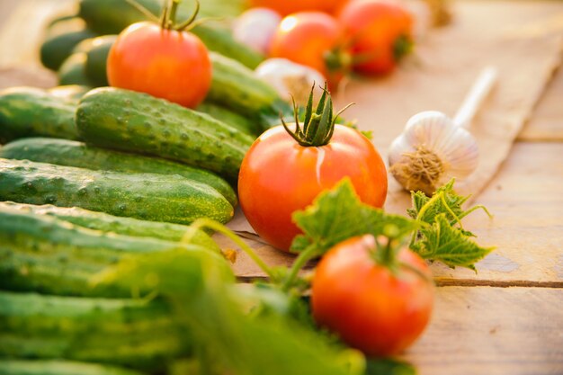 Legumes frescos em um fundo de madeira Pepinos tomate alho endro Luz solar contornada Fazenda orgânica Legumes orgânicos Colheita de verão