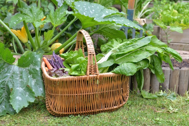 Legumes frescos em uma cesta de vime colhendo no jardim