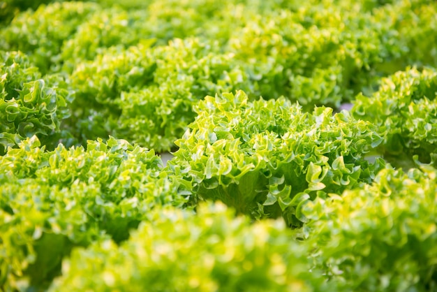 Legumes hidropônicos frescos