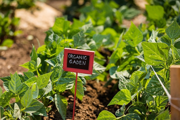 Legumes na horta comunitária local no meio do verão.