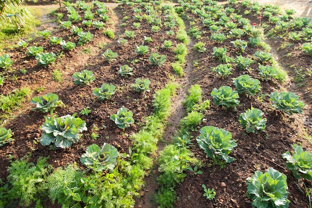 Legumes no campo de vegetais