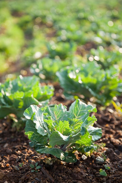 Legumes no campo de vegetais