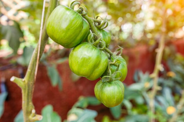 Legumes, orgânica, tomates, crescendo, uma filial, em, doi, ang, Khang, chiang mai província, tailandia