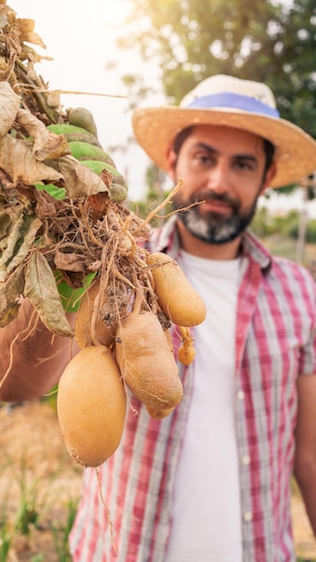 Legumes orgânicos Batatas frescas nas mãos do agricultor masculino Homem alegre