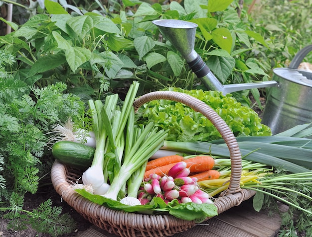 Legumes orgânicos em uma cesta de vime em uma horta