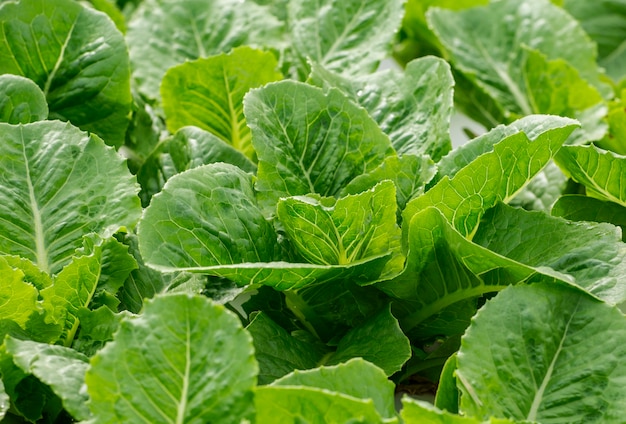 Legumes orgânicos na fazenda