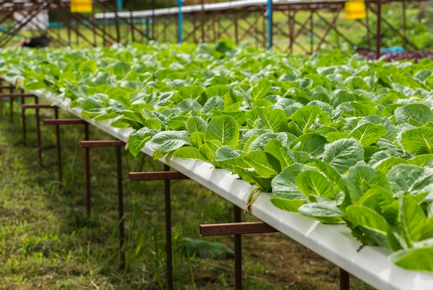 Legumes orgânicos na fazenda