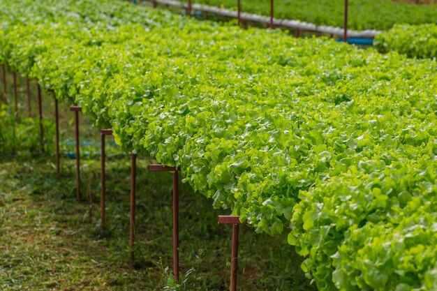 Legumes orgânicos na fazenda