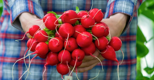 Legumes recém-colhidos O agricultor está segurando uma tigela de legumes frescos