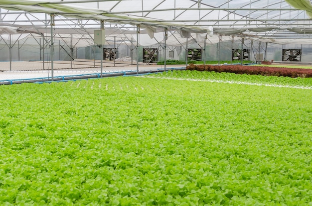 Legumes verdes frescos produzem na fazenda de viveiro de jardins de estufa