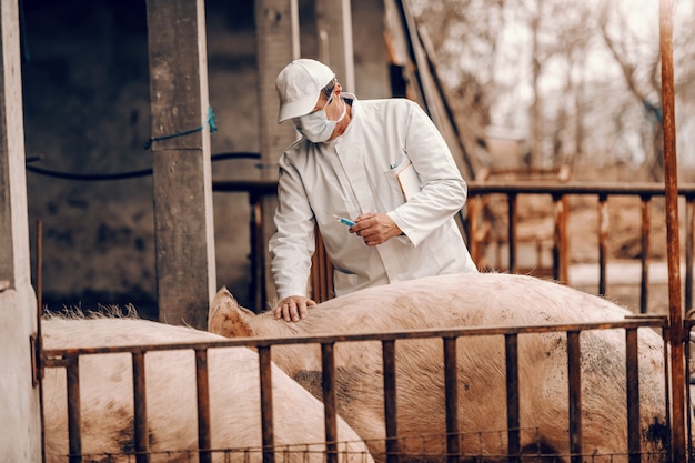 Leitender tierarzt in weißem mantel, hut und mit schutzmaske im gesicht, die die zwischenablage unter der achselhöhle hält und sich darauf vorbereitet, einem schwein im stehen in einer cote eine injektion zu geben.