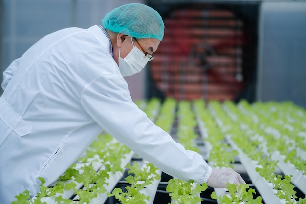 Leitender Wissenschaftler, der Pflanzen im Gewächshaus untersucht. Wissenschaftler, die Ausrüstung für Forschungsanlage im Bio-Bauernhof halten. Qualitätskontrolle für Hydrokultur-Gemüsefarm. chemische Daten testen und sammeln.