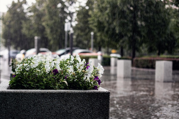 Foto leito de flores na rua em fundo chuvoso