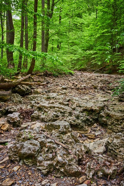 Leito de rio de calcário seco coberto de detritos e rochas em floresta verde exuberante