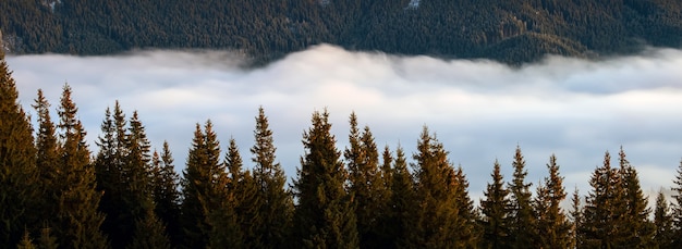 Lejanas colinas de montaña oscuras cubiertas de un denso bosque de pinos rodeado de blancas nubes de niebla al amanecer.