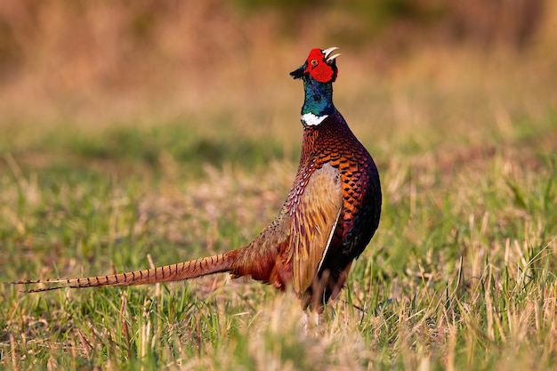 Lekking faisán común en campo en primavera naturaleza