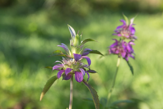 Lemon Beebalm, también conocido como Horsemint, lemon mint, purple horsemint, lat. Monarda citriodora.