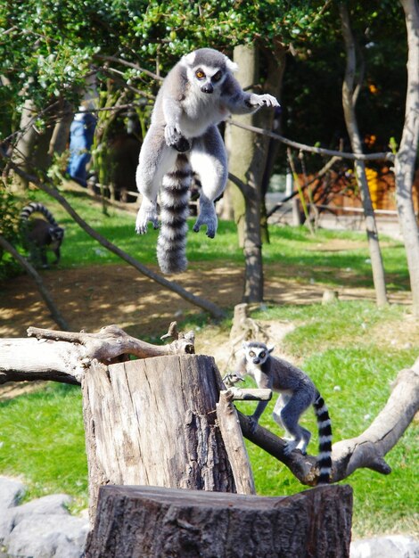 Foto lemur auf einem baum im zoo