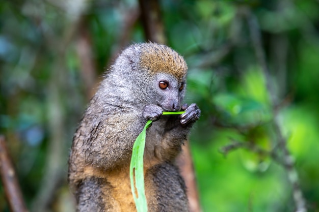 Foto un lémur de bambú con una brizna de hierba en una rama