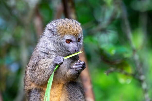 Foto un lémur de bambú con una brizna de hierba en una rama