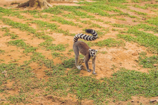 Lemur catta corre ao redor da grama no zoológico.