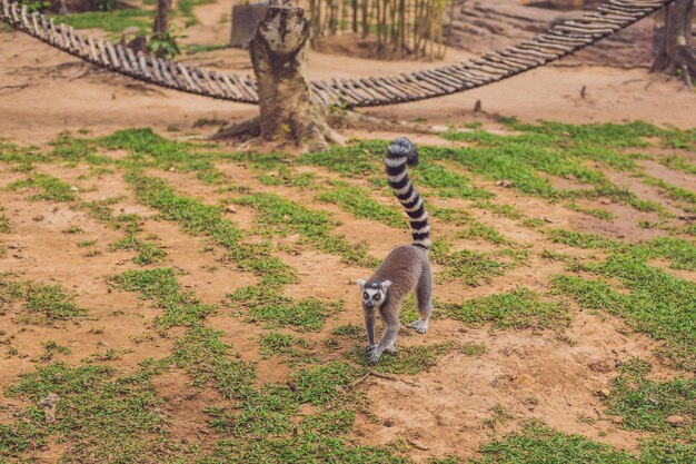 Lemur Catta läuft im Zoo im Gras herum