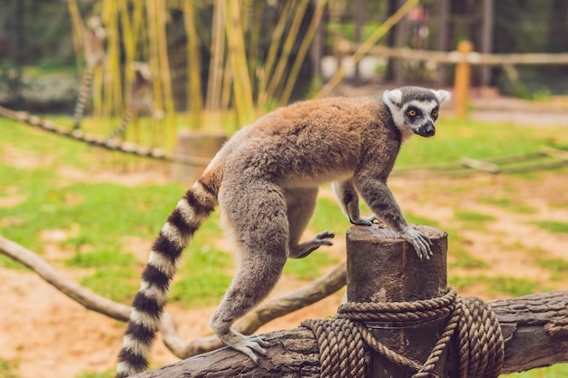 Lemur catta se sienta en una valla en el zoológico