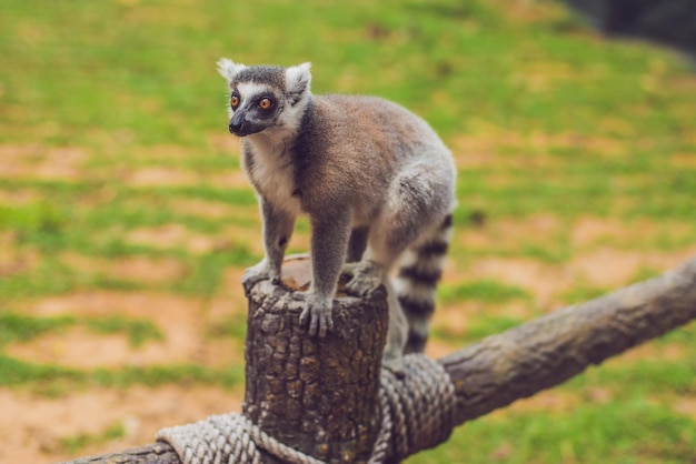 Lemur catta se sienta en una valla en el zoológico