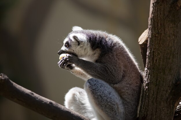 Lemur catta