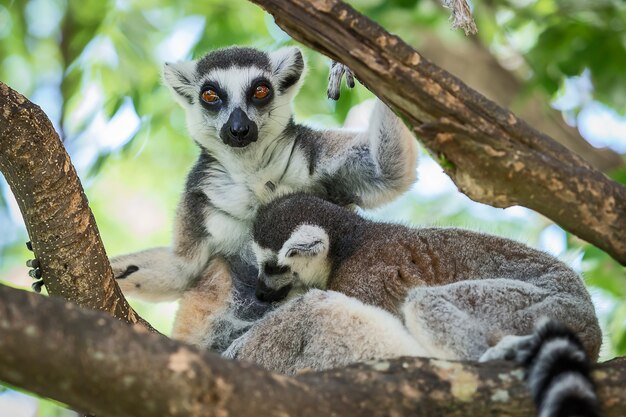 Lemur catta.