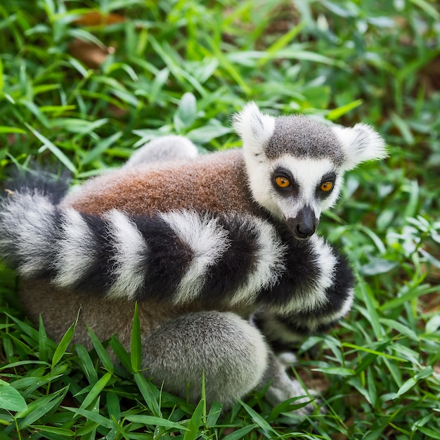 Lemur catta.