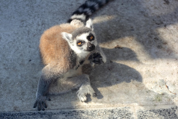 Lémur de cola anillada divertido de los animales en un parque zoológico