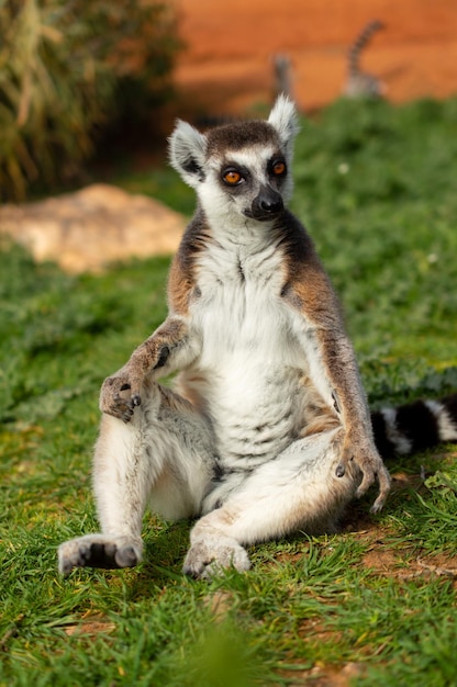 El lémur de cola anillada está sentado sobre una hierba verde en un zoológico de Grecia Lemur catta