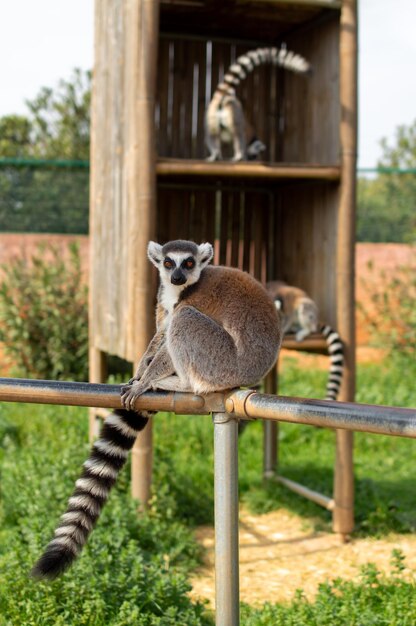 El lémur de cola anillada está sentado en una valla en un zoológico de Grecia Lemur catta