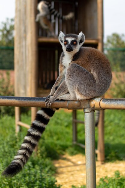 El lémur de cola anillada está sentado en una valla en un zoológico de Grecia Lemur catta