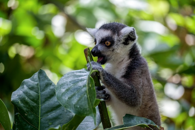 Lémur de cola anillada (Lemur catta) en el Bioparc de Fuengirola